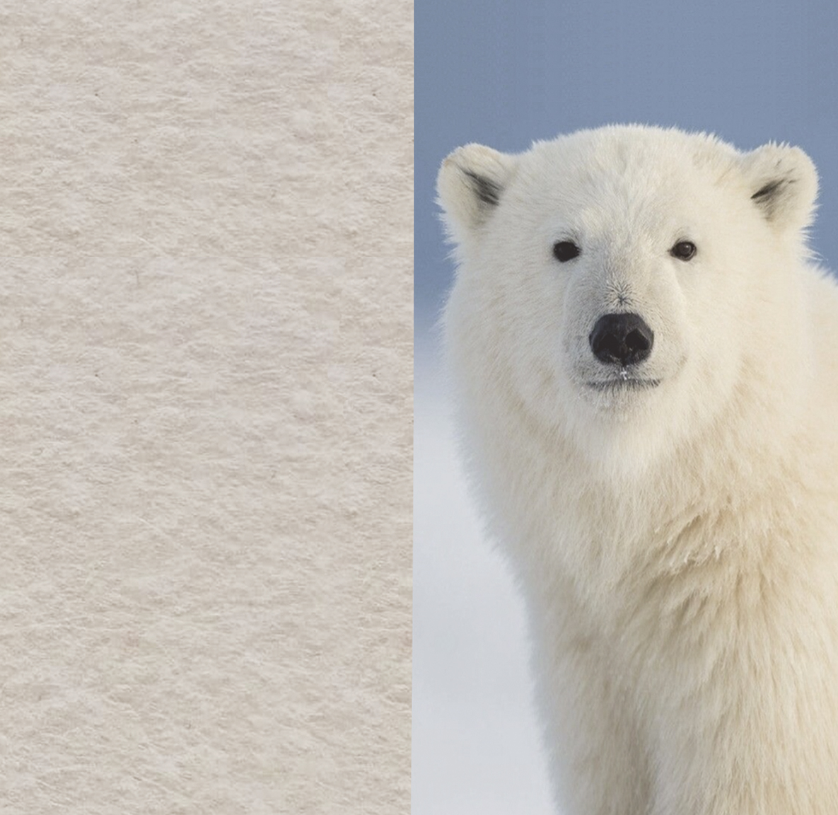 02 Polar ARCHIPHONIC colour