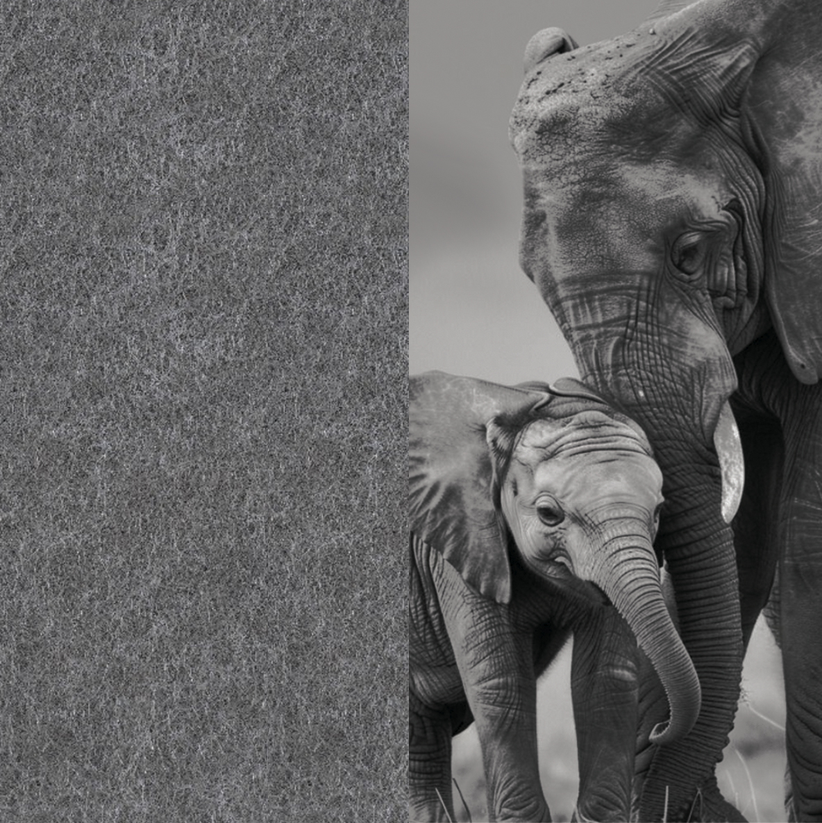 07 Elephant ARCHIPHONIC colour