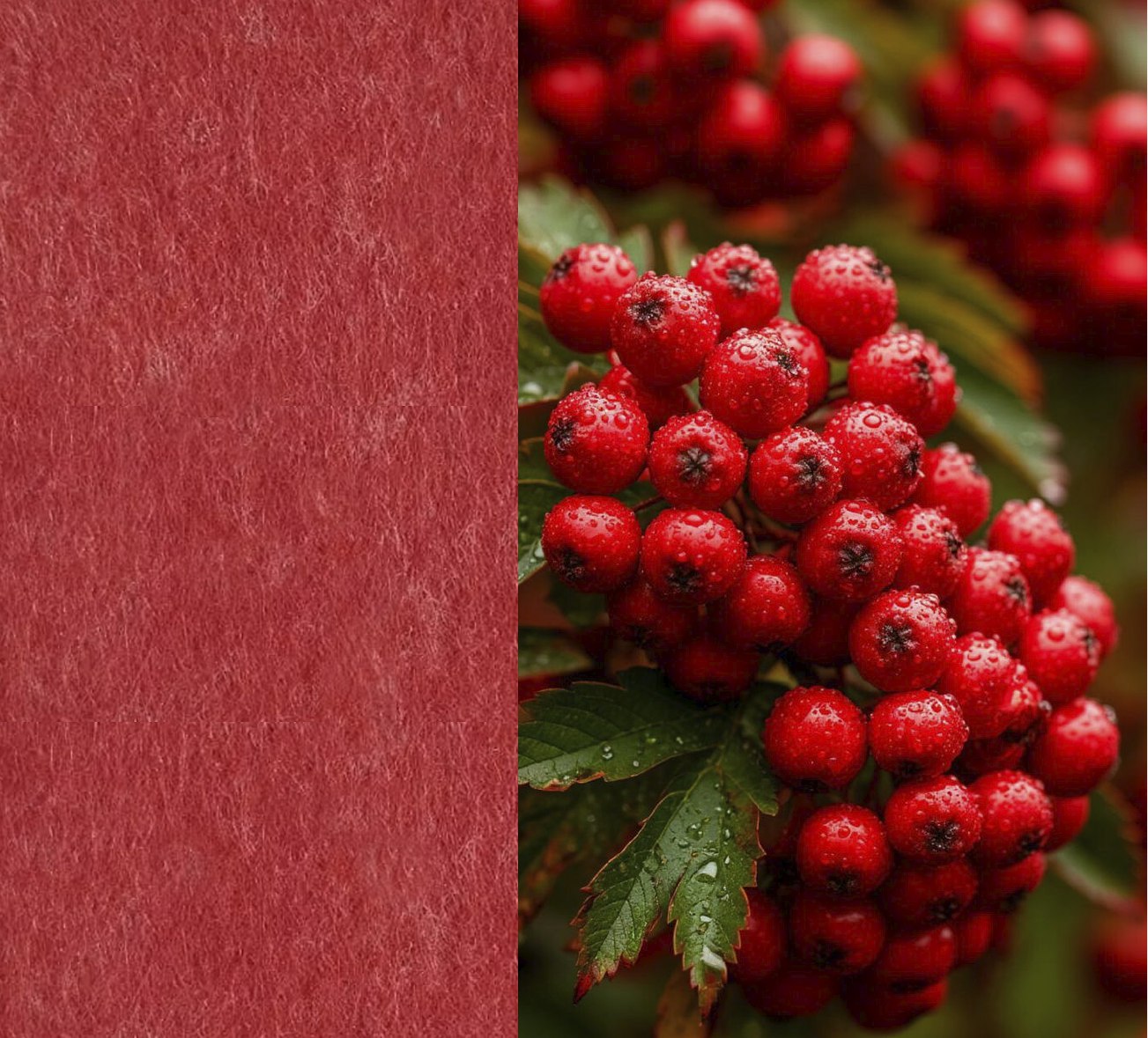 14 Ashberry ARCHIPHONIC colour