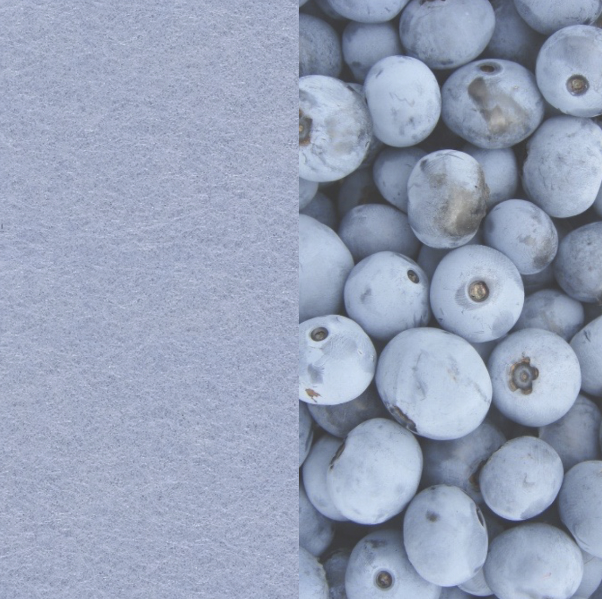 17 Blueberry ARCHIPHONIC colour