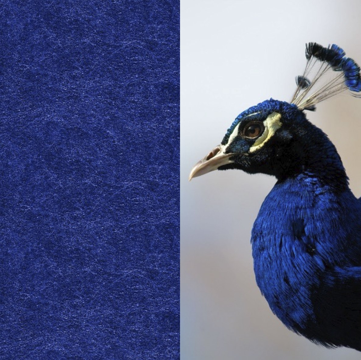 21 Royal ARCHIPHONIC colour
