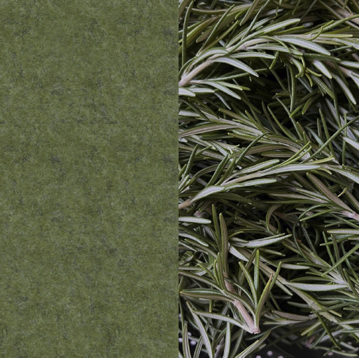 25 Rosemary ARCHIPHONIC colour