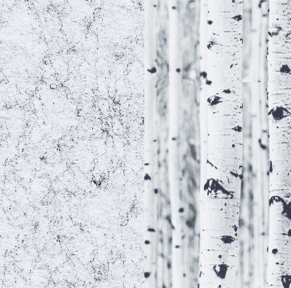28 Birch Tree ARCHIPHONIC colour